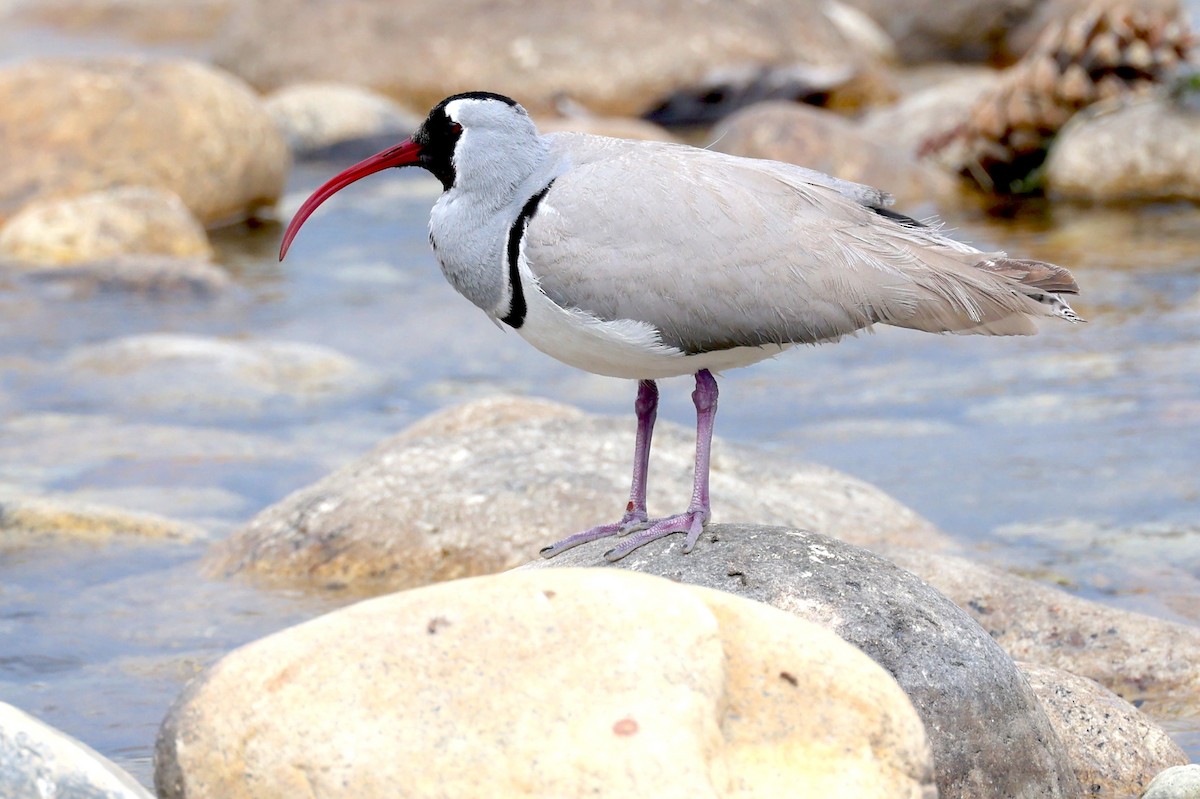 Ibisbill - ML637355547