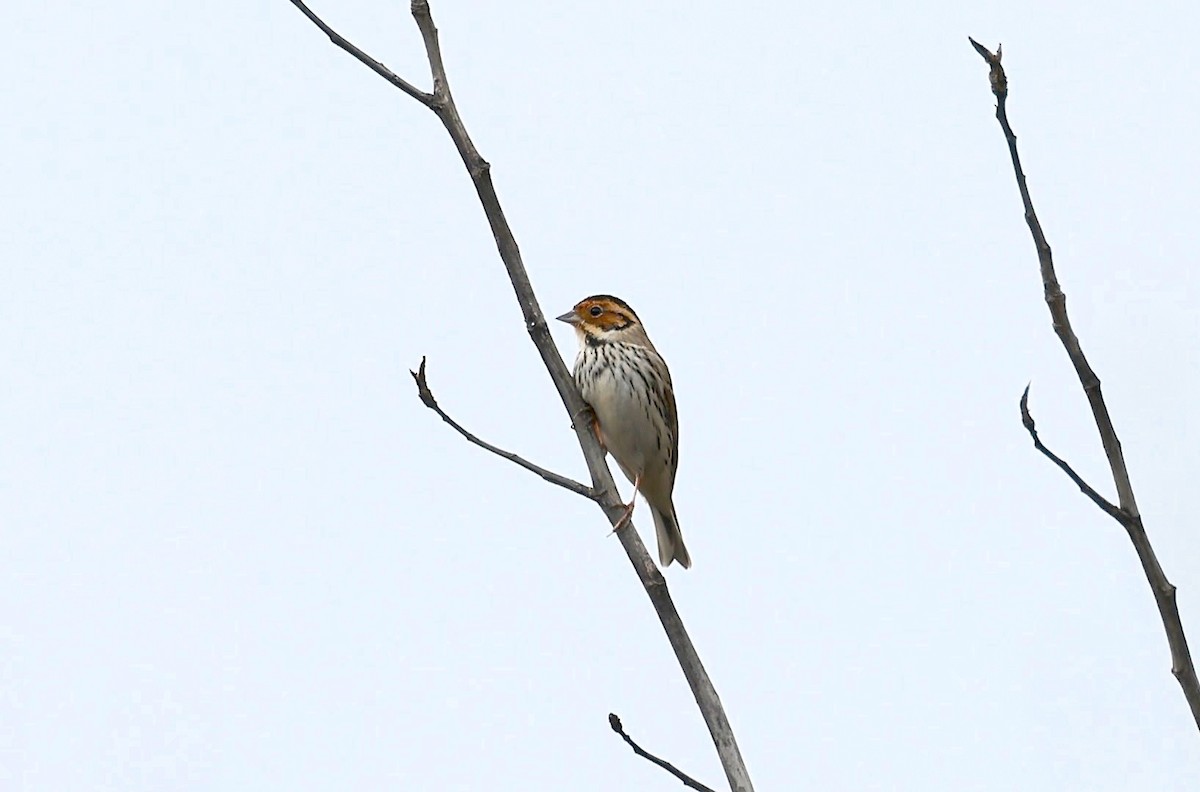 Little Bunting - ML637355556