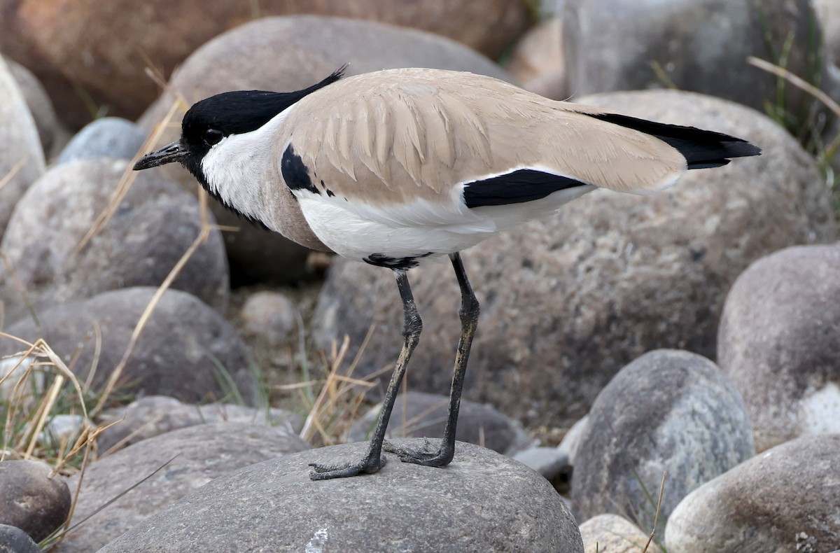 River Lapwing - ML637355557