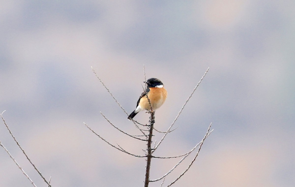Siberian Stonechat - ML637355563
