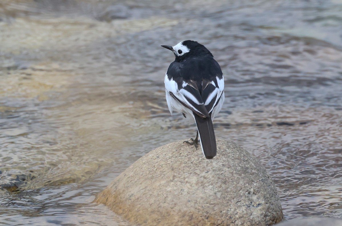 White Wagtail - ML637355585