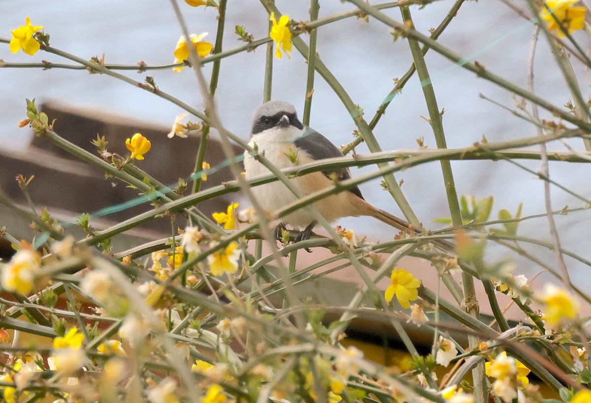 Gray-backed Shrike - ML637355600