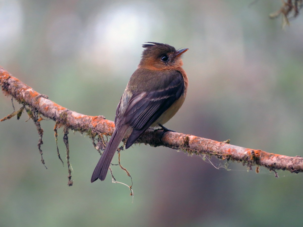 Tufted Flycatcher - ML637355612