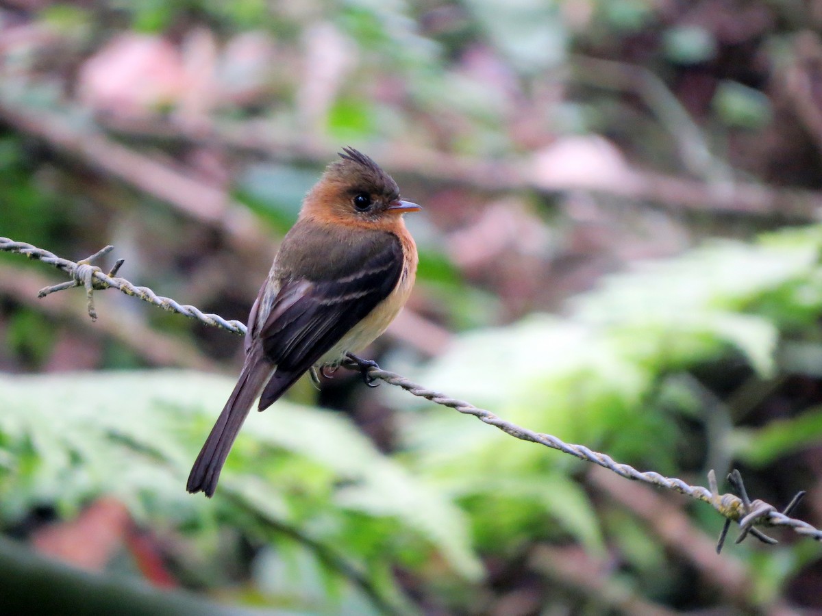Tufted Flycatcher - ML637355617