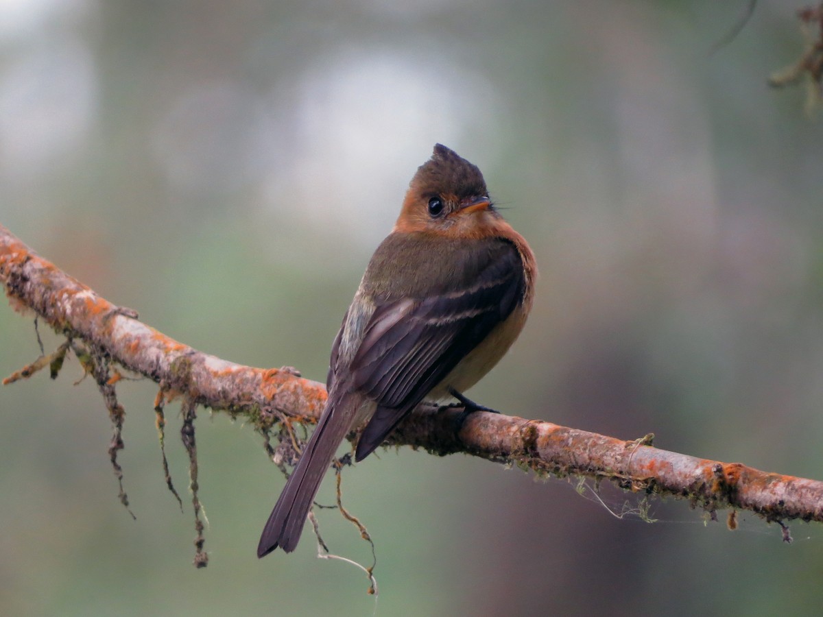 Tufted Flycatcher - ML637355624