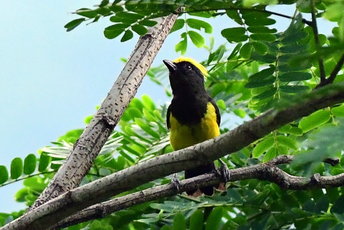 Sultan Tit - ML637355651