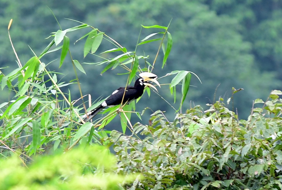 Oriental Pied-Hornbill - ML637355675