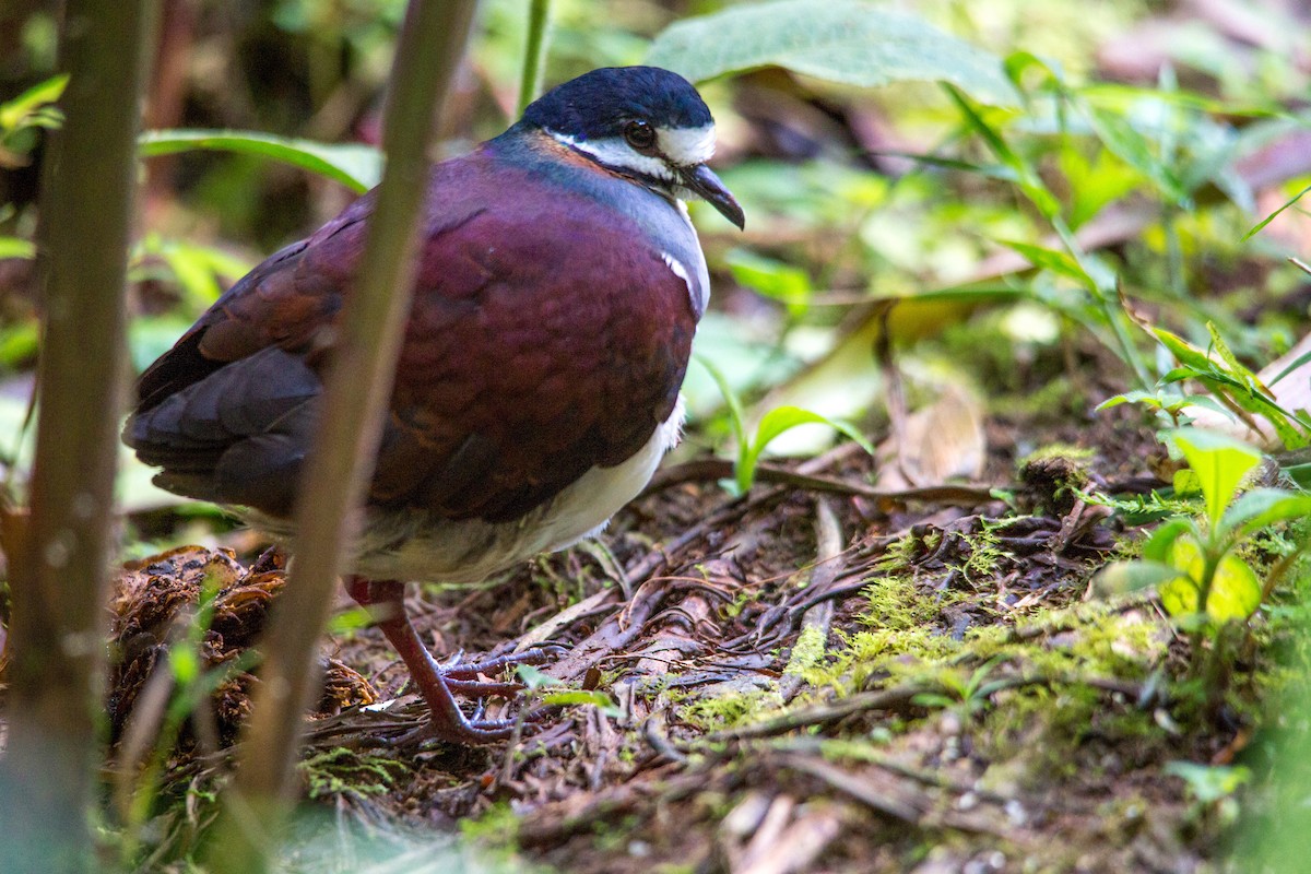 Purple Quail-Dove - ML637355713