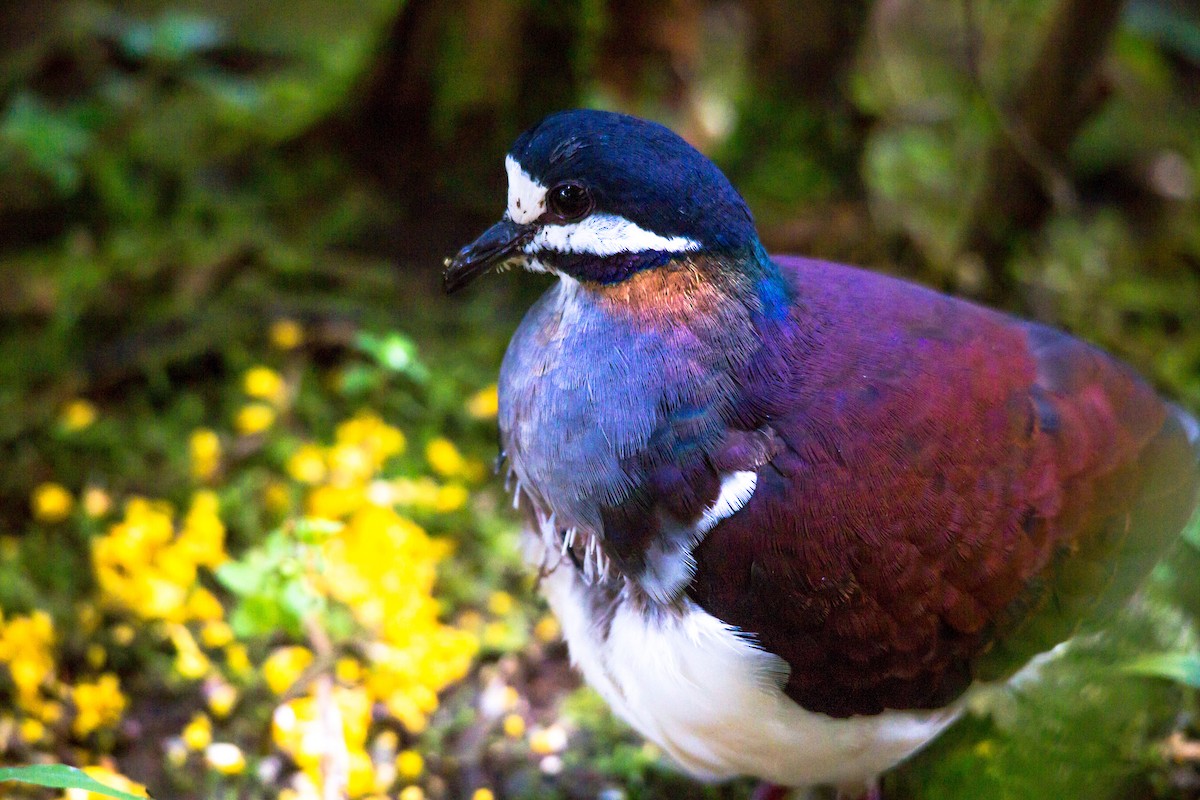 Purple Quail-Dove - ML637355728
