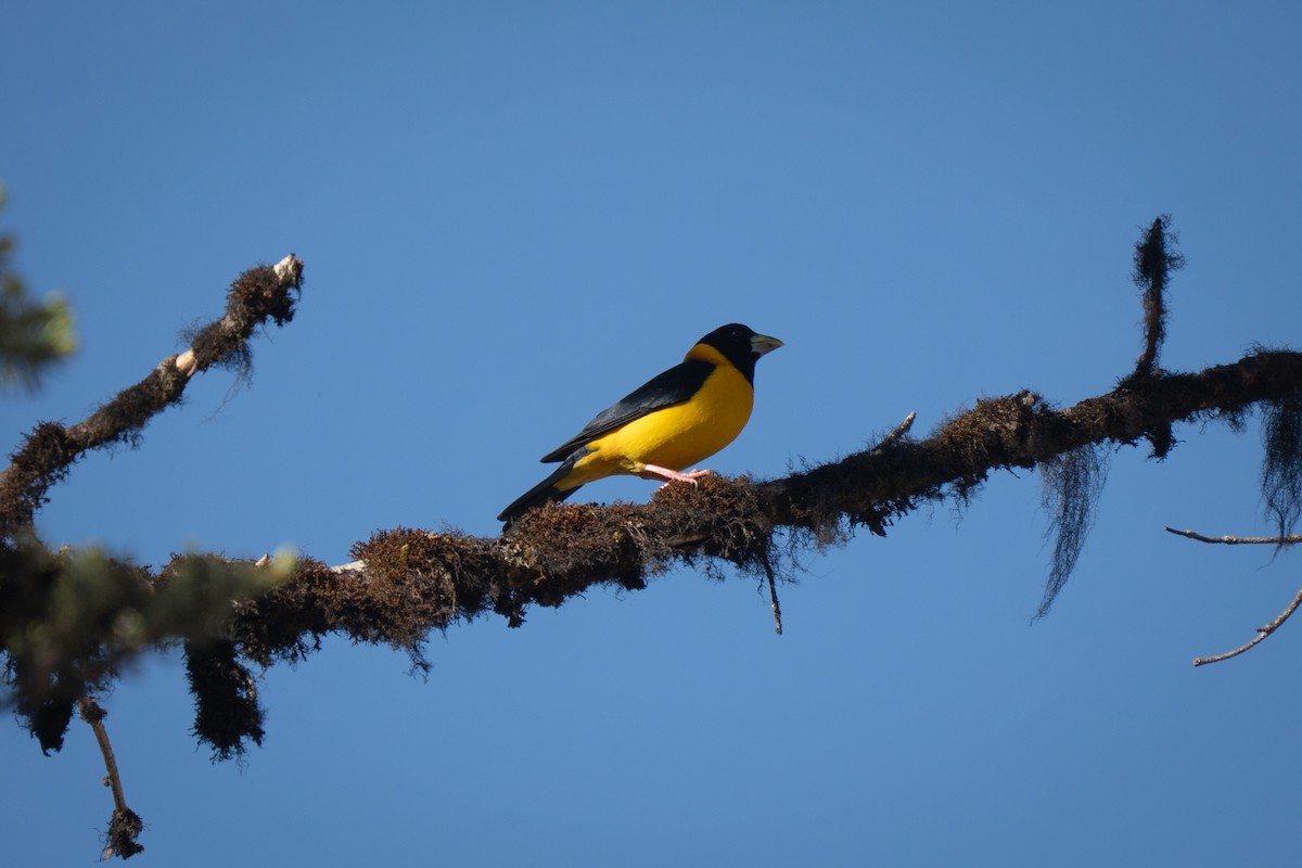 Collared Grosbeak - ML637355736
