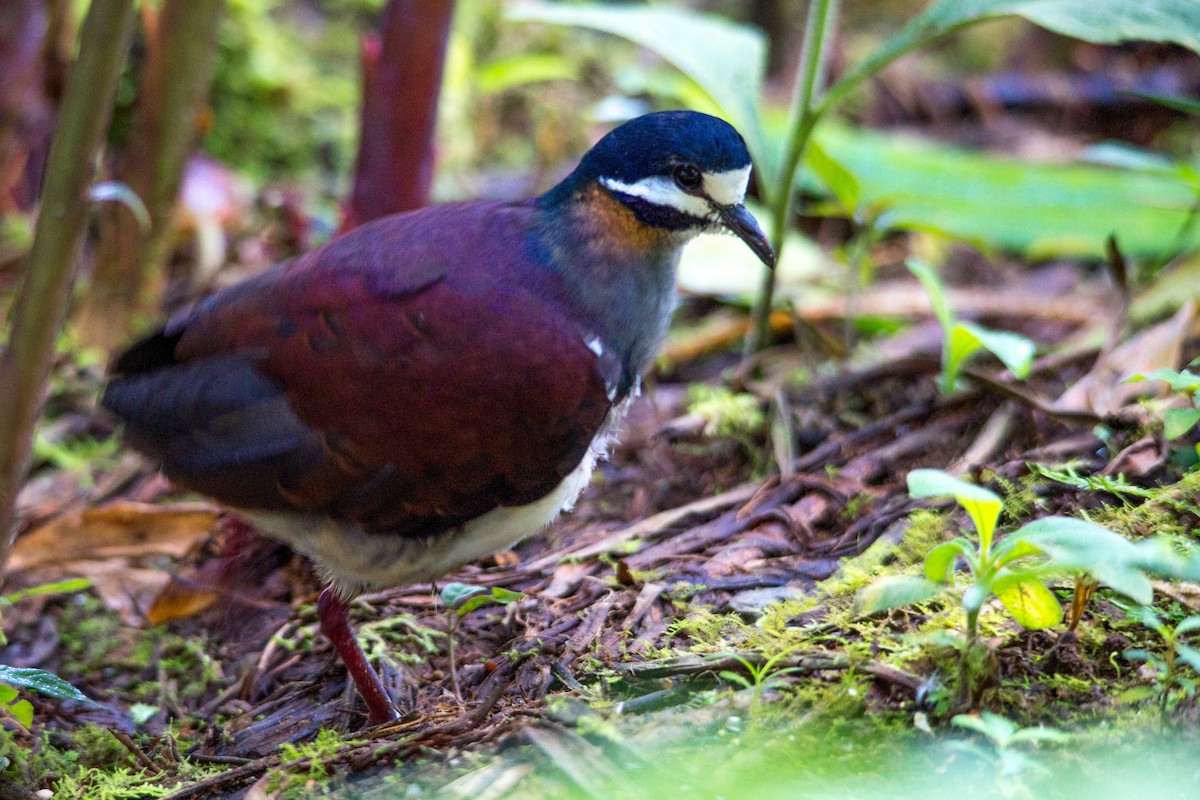 Purple Quail-Dove - ML637355743