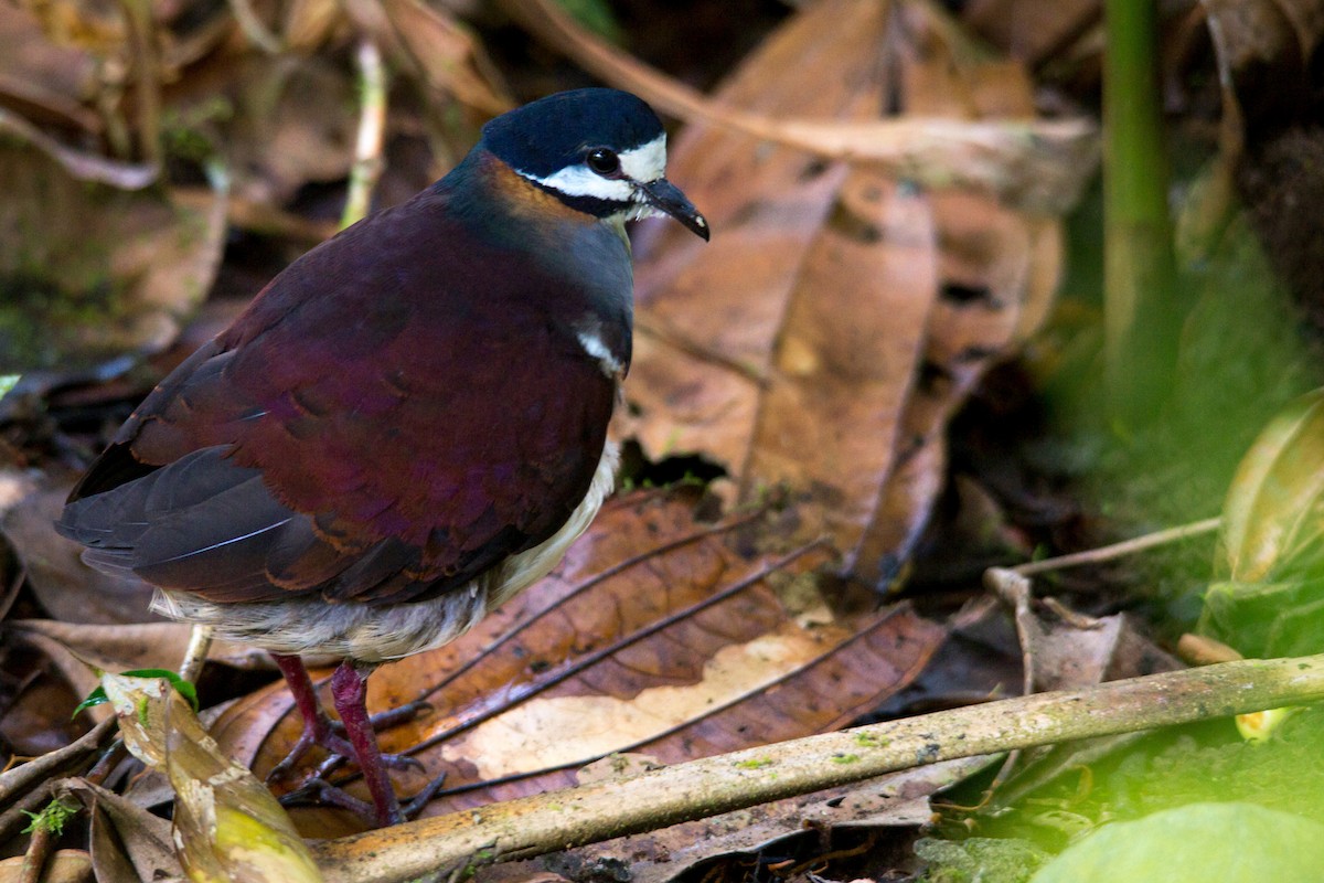 Purple Quail-Dove - ML637355745