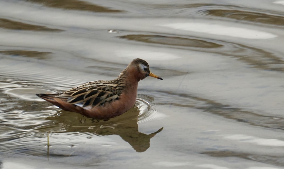 Red Phalarope - ML637355746