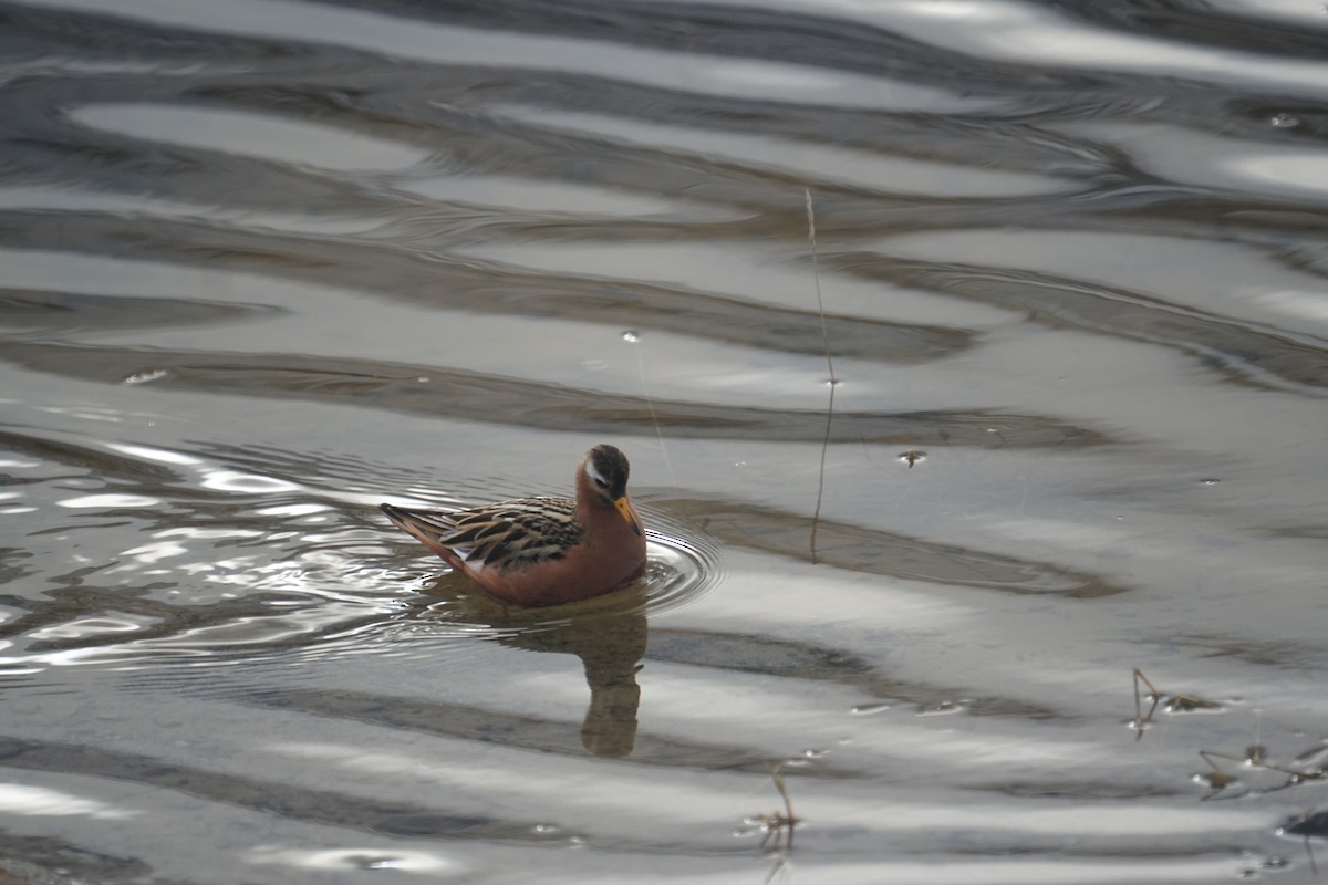 Red Phalarope - ML637355747