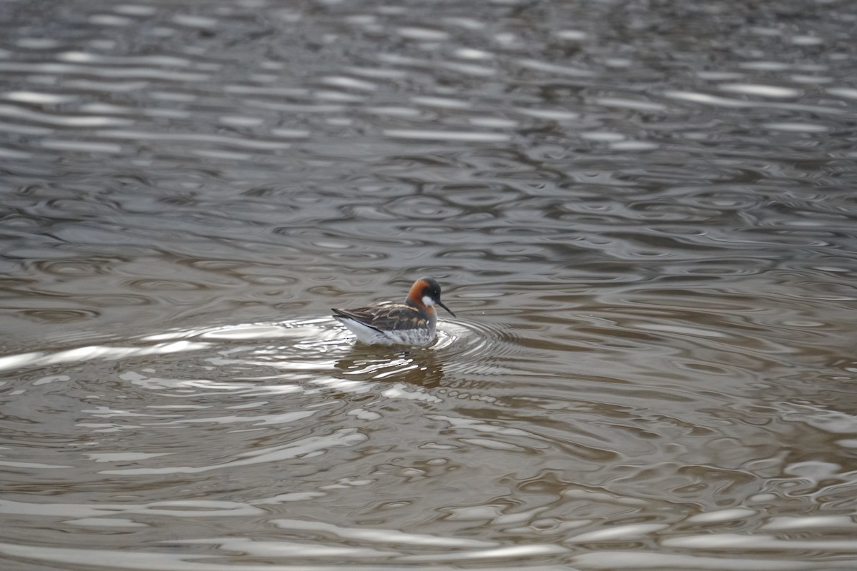 Red-necked Phalarope - ML637355755