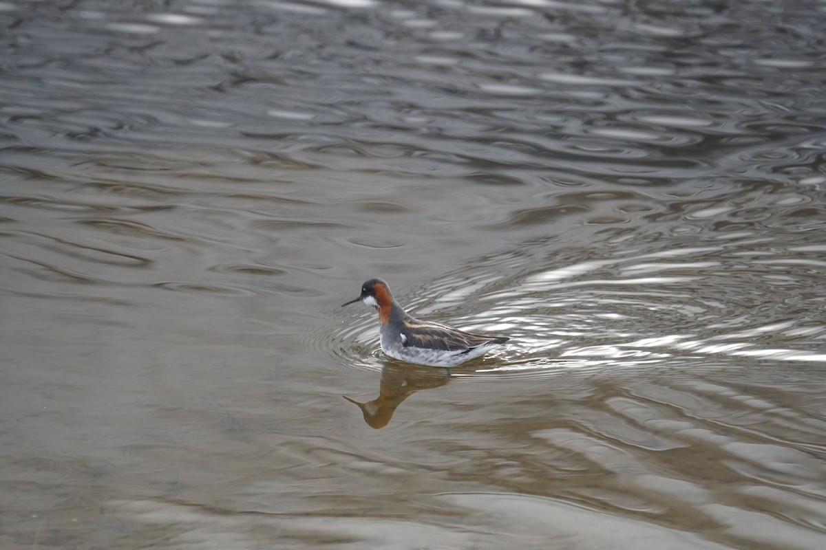 Red-necked Phalarope - ML637355756