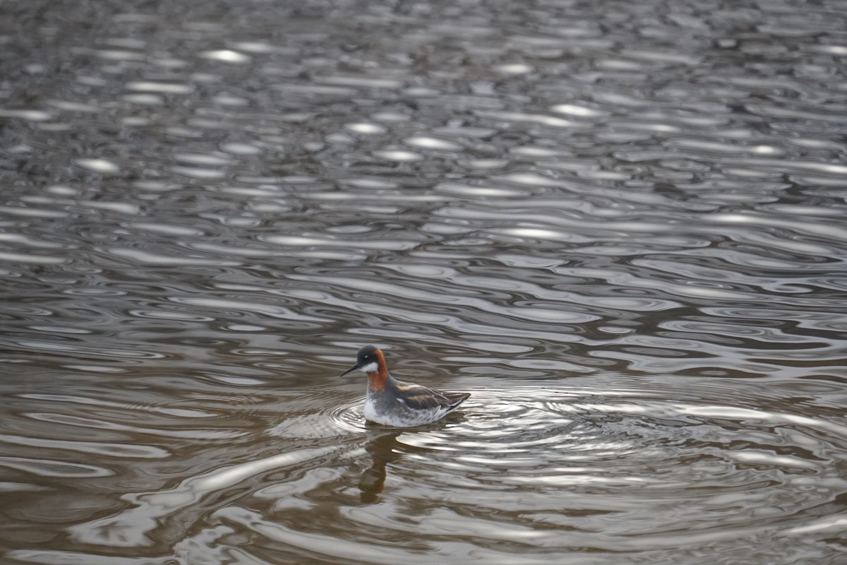 Red-necked Phalarope - ML637355757