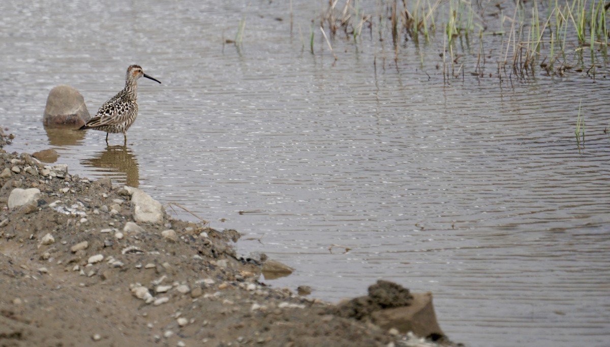 Stilt Sandpiper - ML637355766