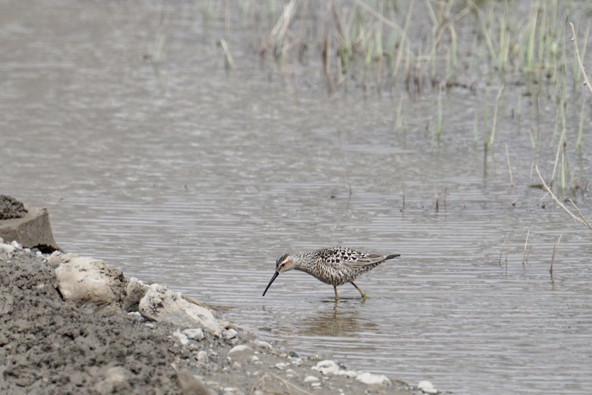 Stilt Sandpiper - ML637355767