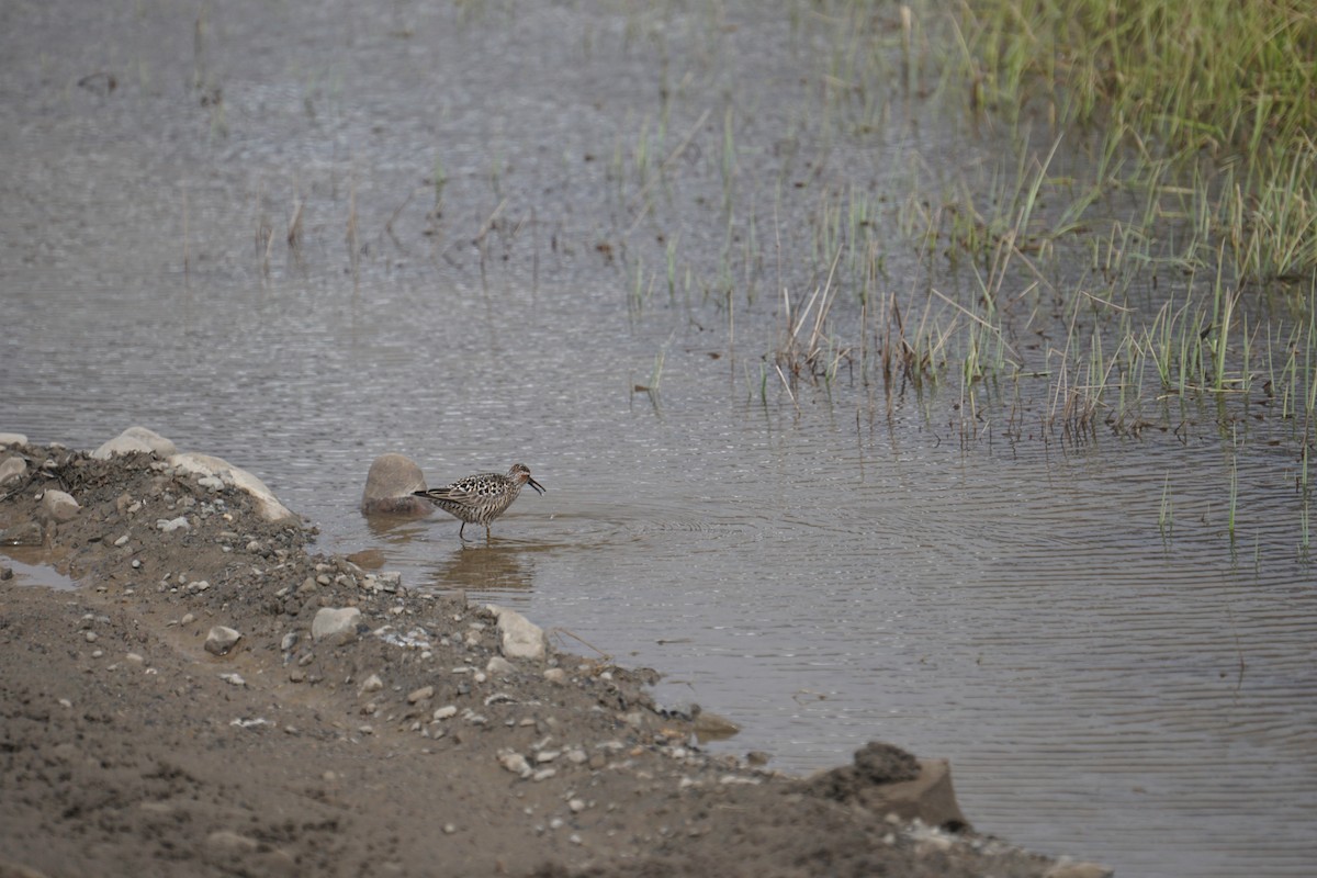 Stilt Sandpiper - ML637355768