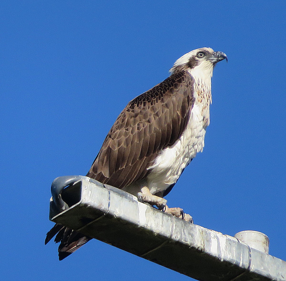 Osprey (Australasian) - ML637355778
