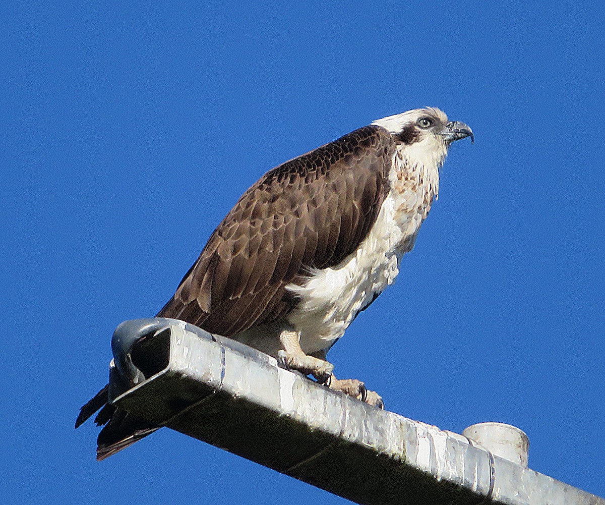Osprey (Australasian) - ML637355779