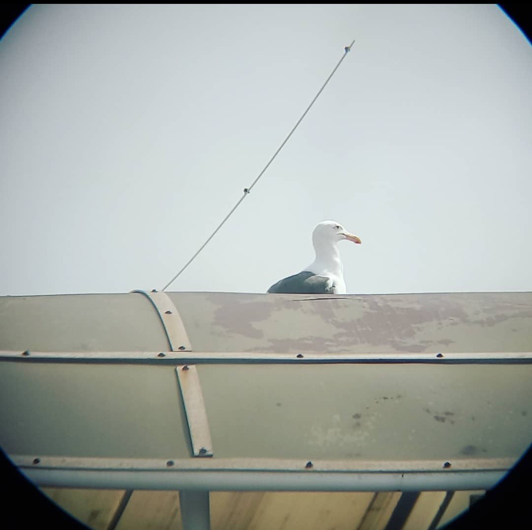 Western Gull - ML637355860