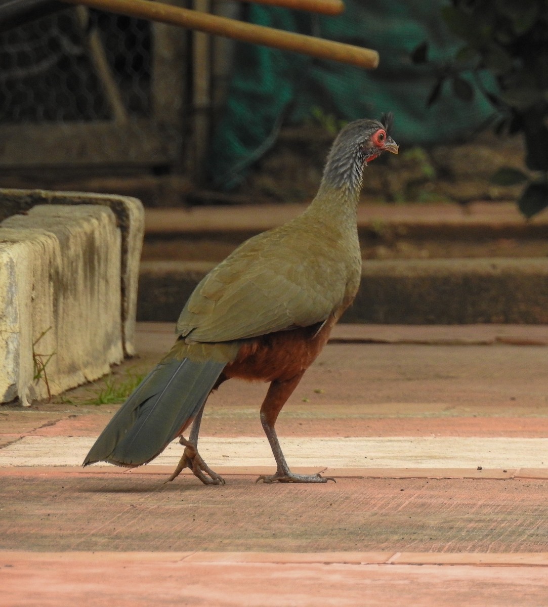Rufous-bellied Chachalaca - ML637355870