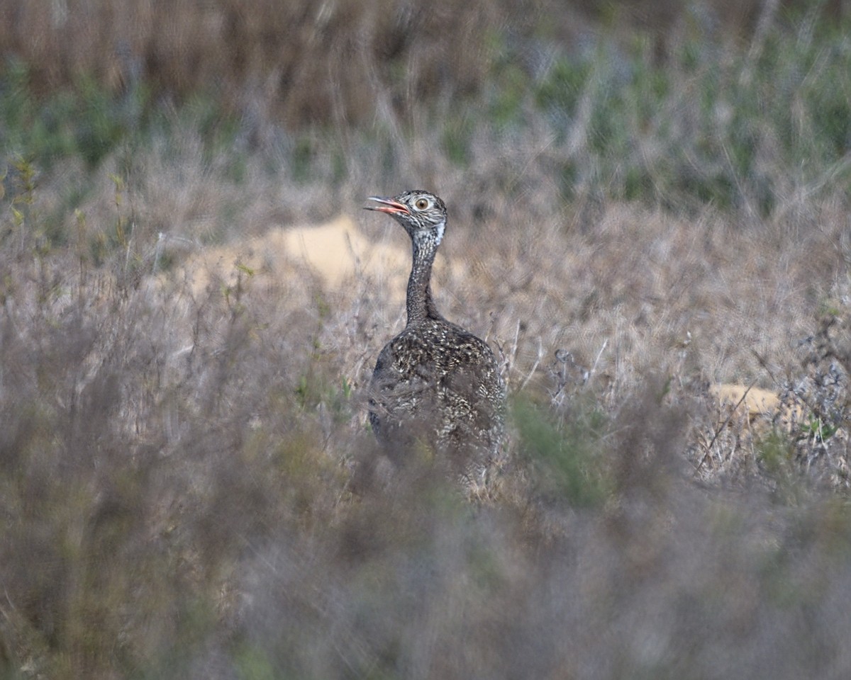 Black Bustard - ML637355876