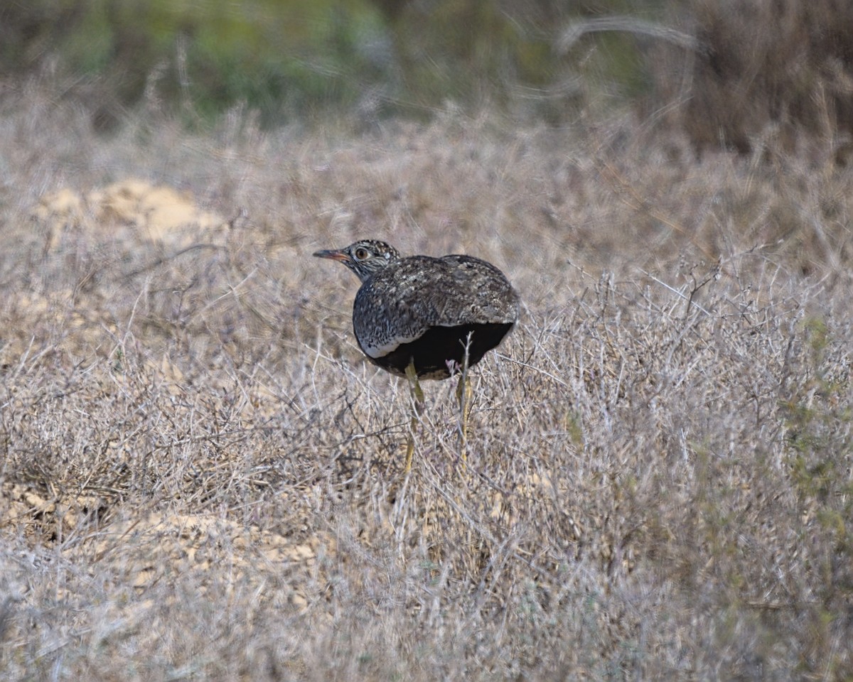 Black Bustard - ML637355877
