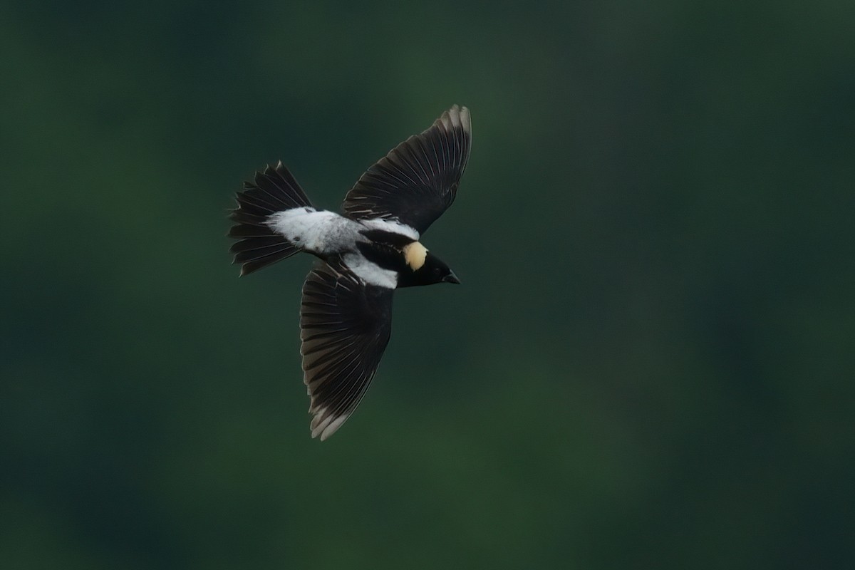 Bobolink - ML637355913