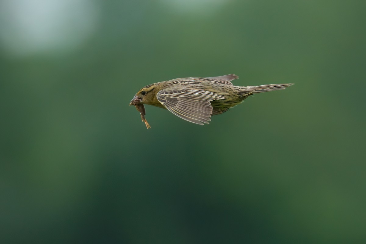 Bobolink - ML637355920