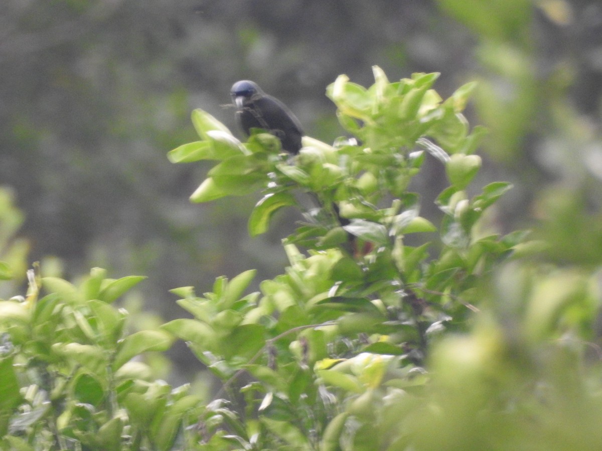 Racket-tailed Treepie - ML637355925