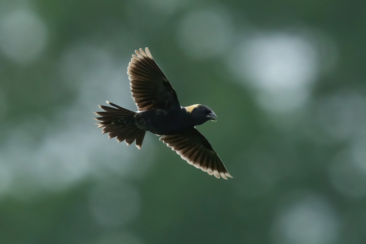 Bobolink - ML637355933