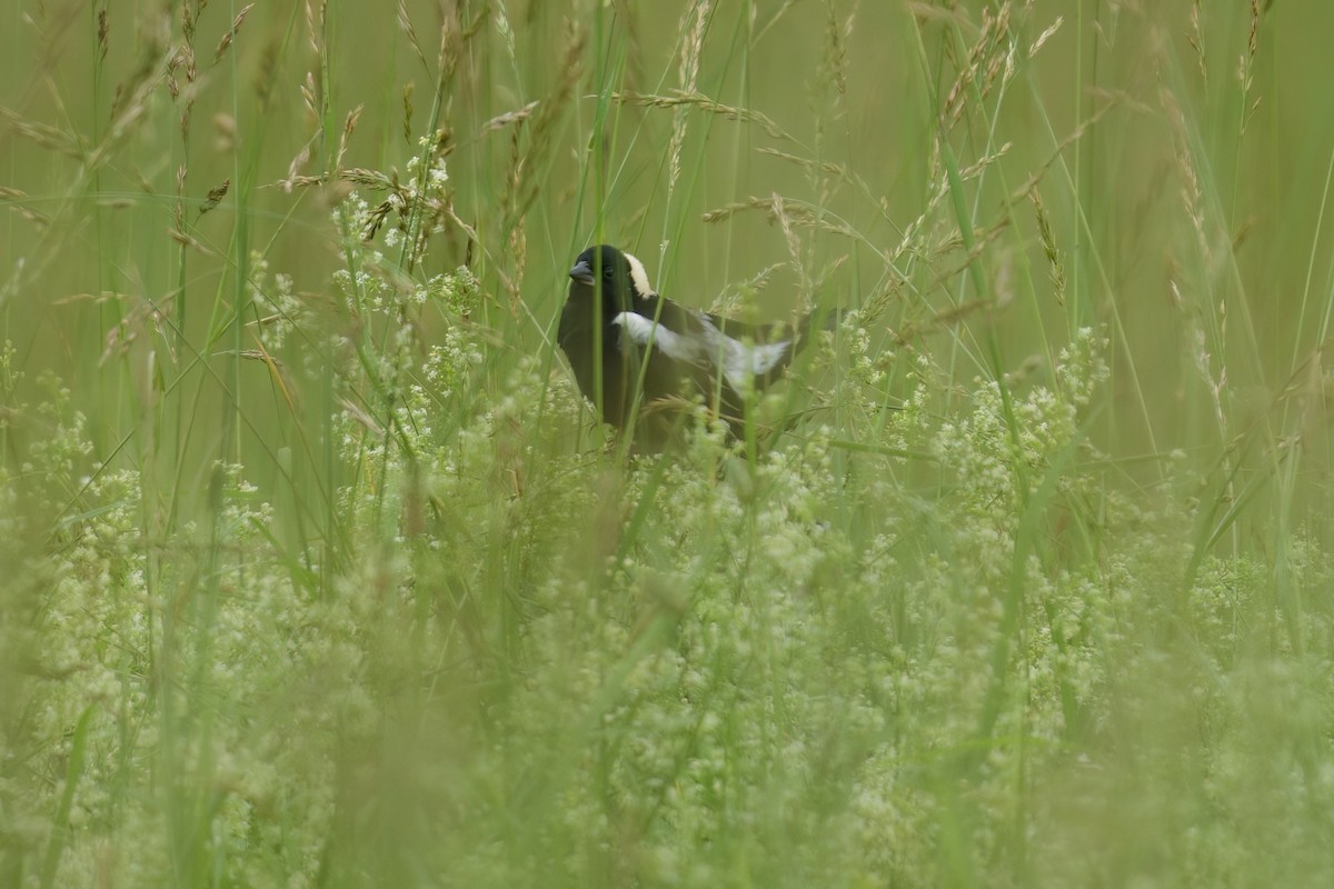 Bobolink - ML637355937