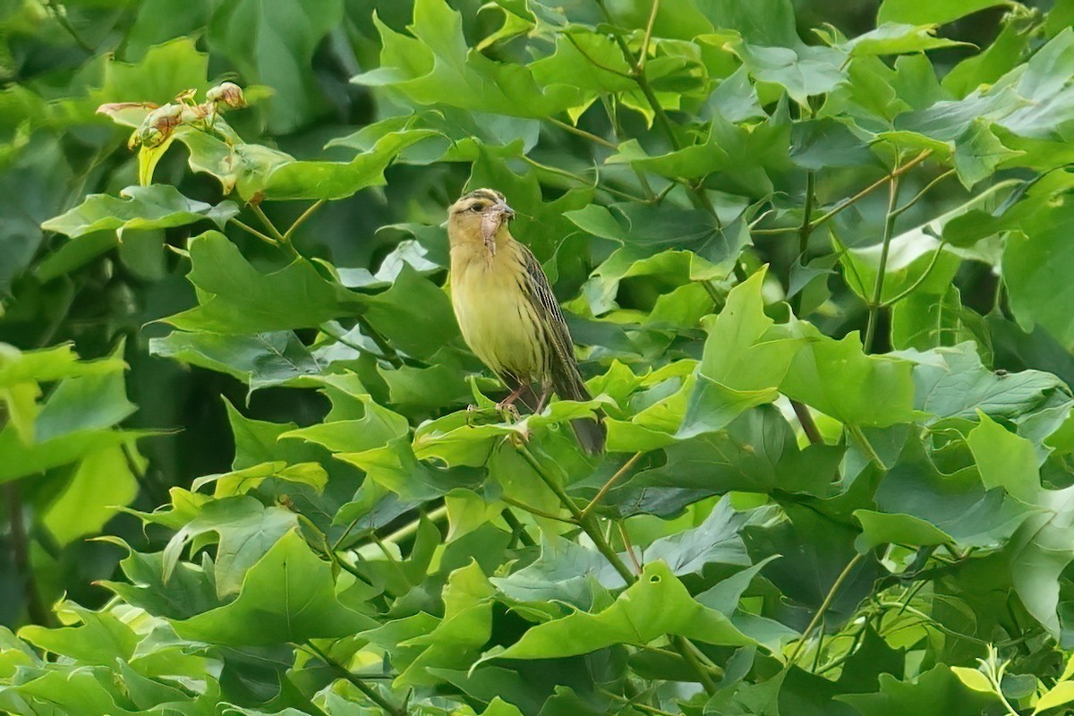 Bobolink - ML637355943