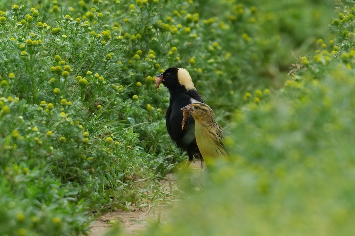 Bobolink - ML637355954