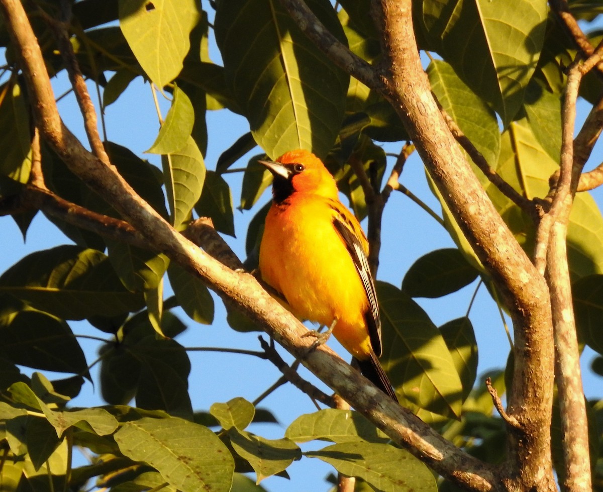 Streak-backed Oriole - ML637355955