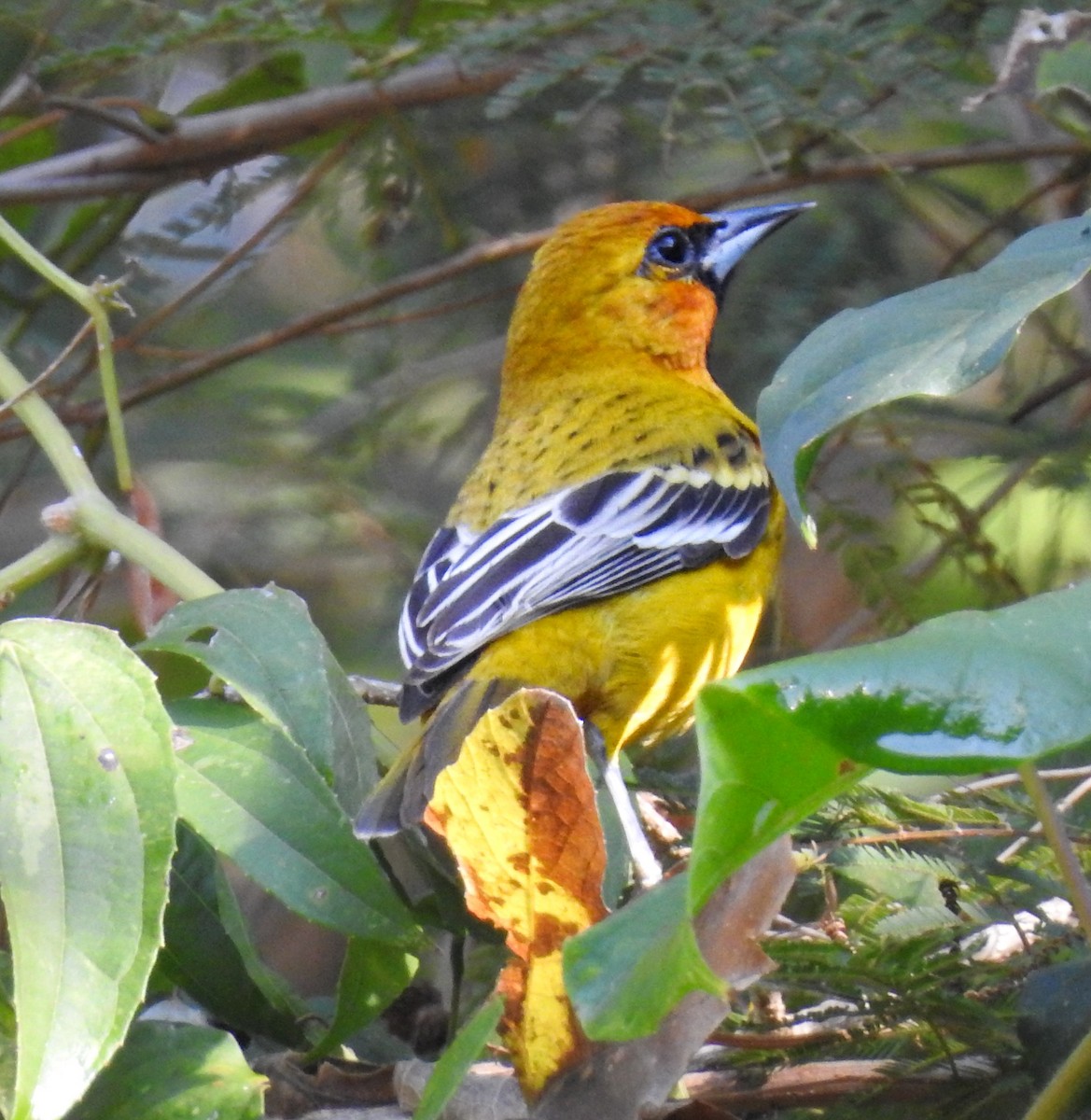 Streak-backed Oriole - ML637355958