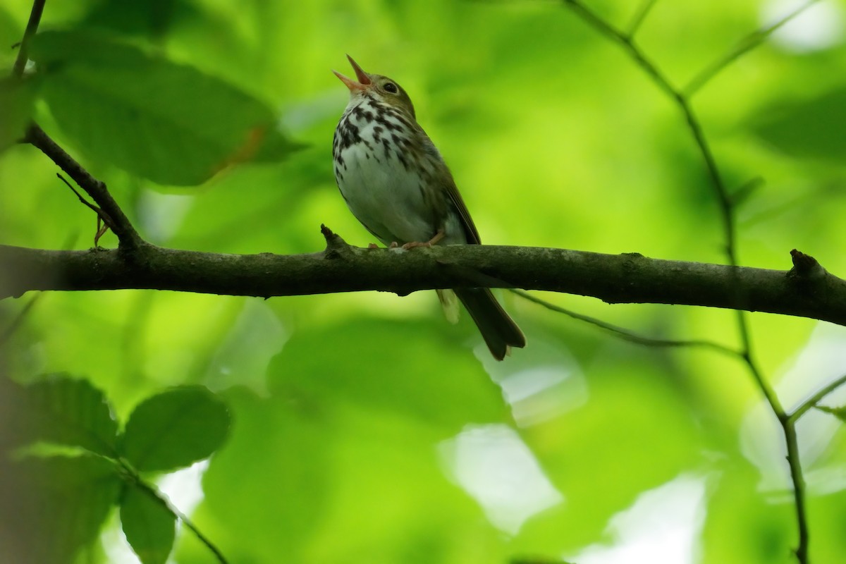 Ovenbird - ML637355961