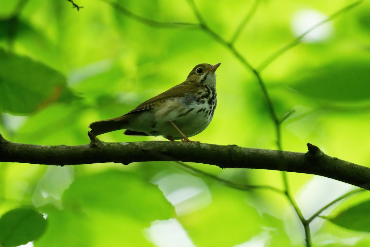 Ovenbird - ML637355969