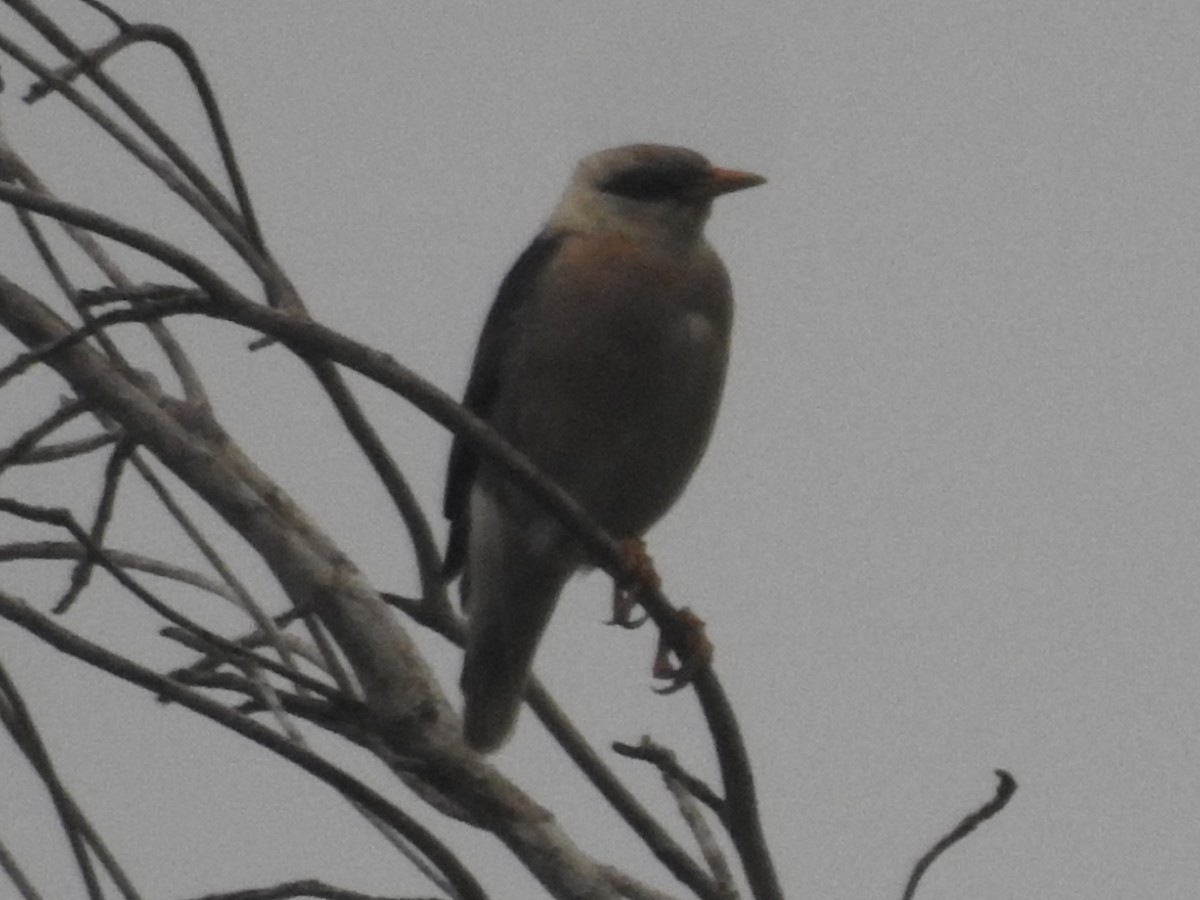 Vinous-breasted Myna - ML637355975