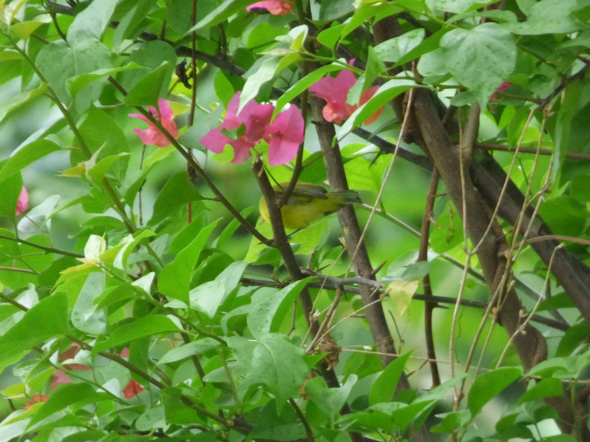 Lemon-bellied White-eye - ML637356074