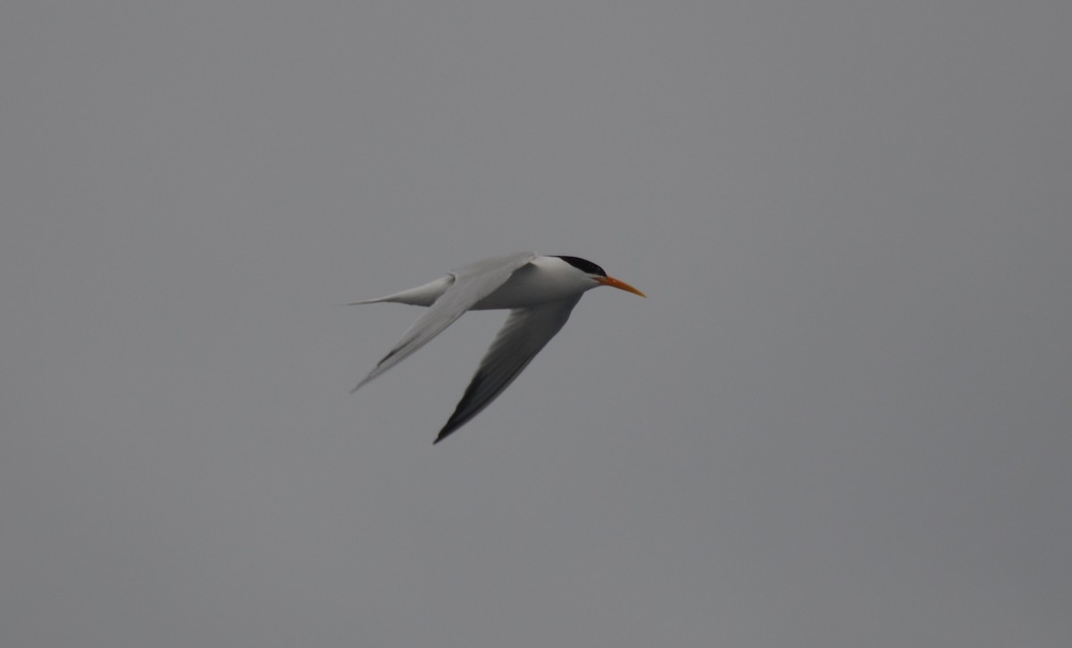 Elegant Tern - ML637356196