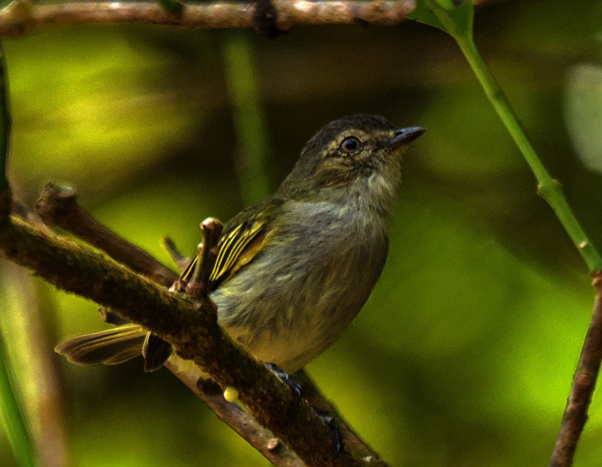 Mistletoe Tyrannulet - ML637356284
