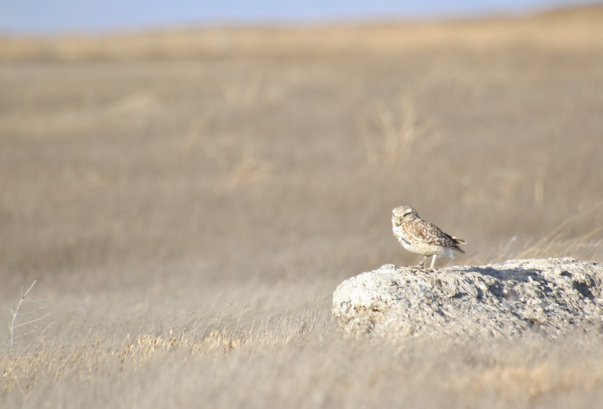 Burrowing Owl - ML637356330