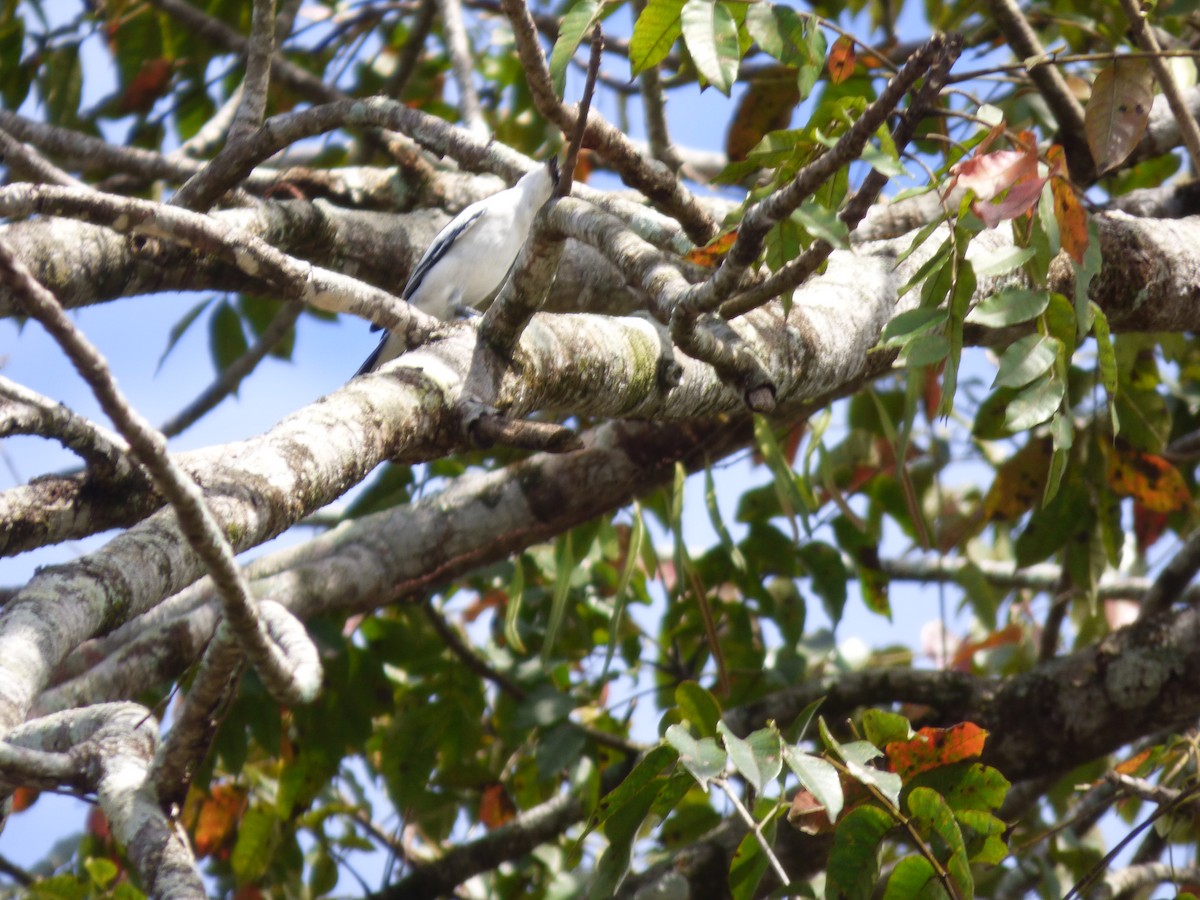 White-shouldered Triller - ML637356419