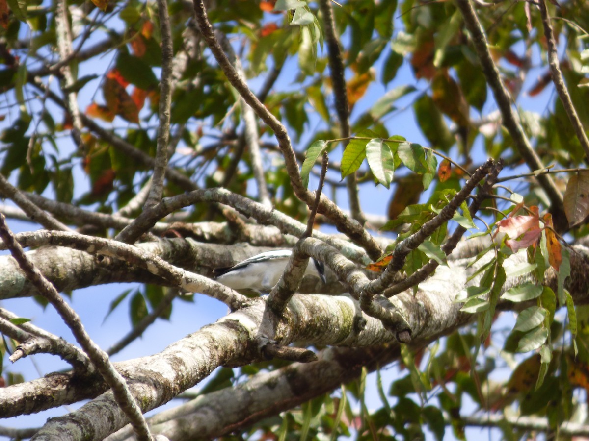 White-shouldered Triller - ML637356420