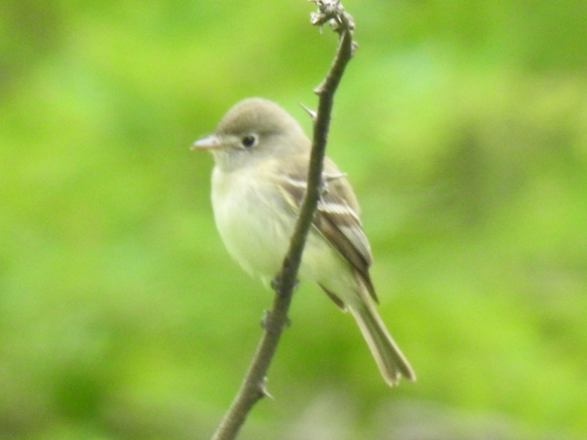 Least Flycatcher - ML637356494