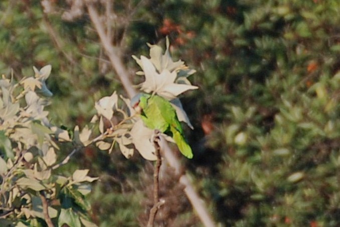 Lilac-crowned Amazon - ML637356510